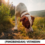 (Pimobendan) Vetmedin | Better You Rx