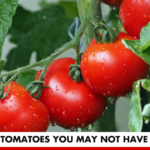 1 Benefits of Tomatoes You May Not Have Considered | Better You Rx