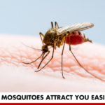 Do Mosquitoes Attract You Easily? | Better You RX