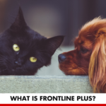 What is Frontline Plus? | Better You RX