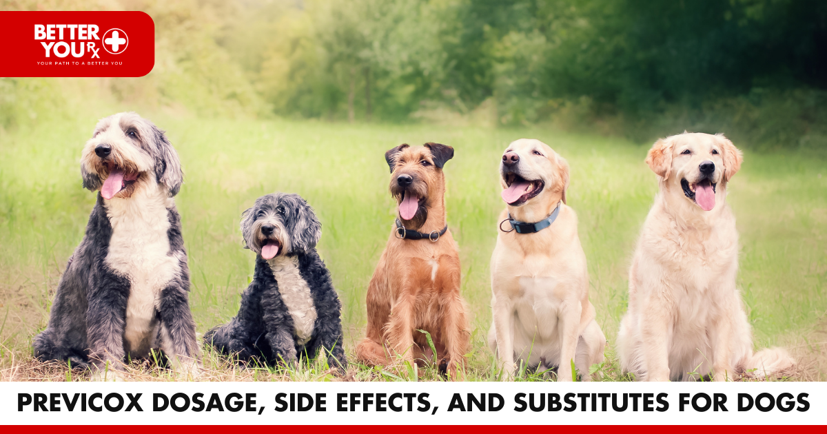 Previcox dosage, side effects, and substitutes for dogs | Better You RX