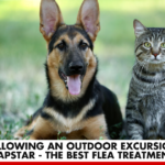 Following an outdoor excursion, Capstar - The Best Flea Treatment | Better You RX