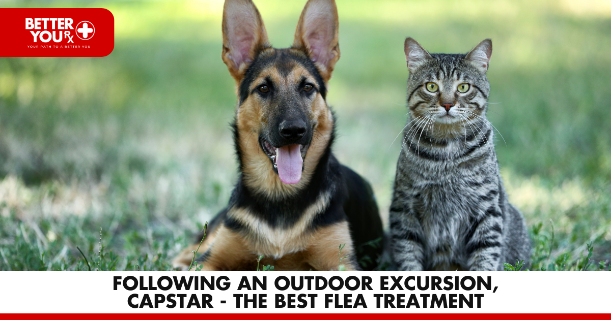 Following an outdoor excursion, Capstar - The Best Flea Treatment | Better You RX