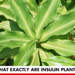 What Exactly Are Insulin Plants? | Better You Rx