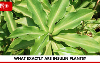 What Exactly Are Insulin Plants? | Better You Rx