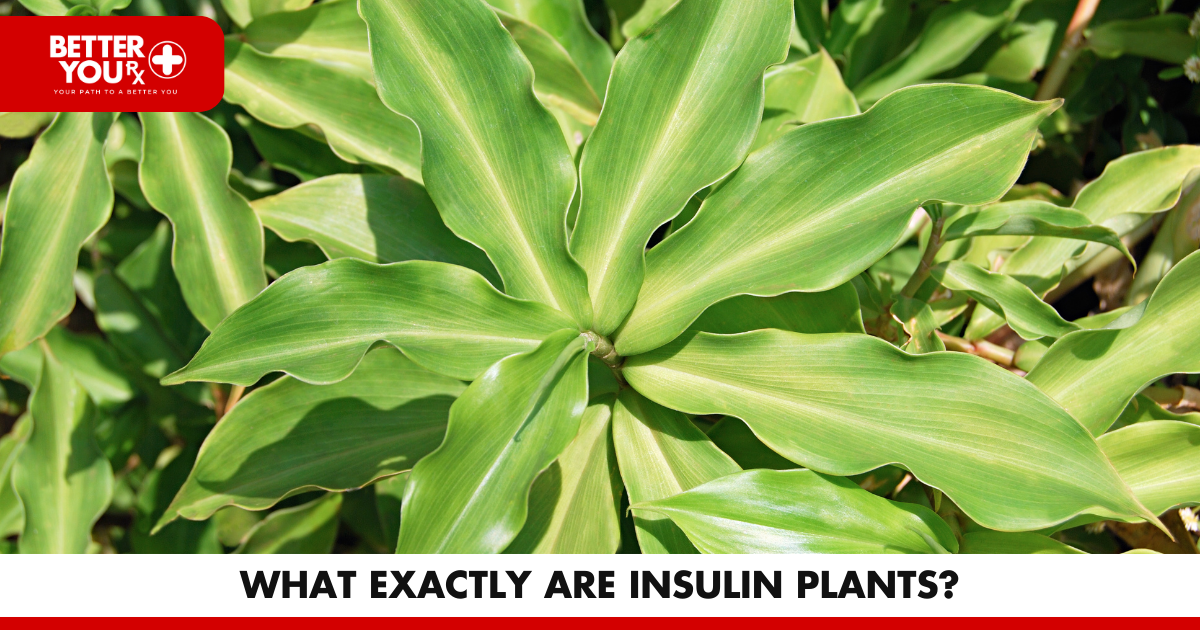 What Exactly Are Insulin Plants? | Better You Rx