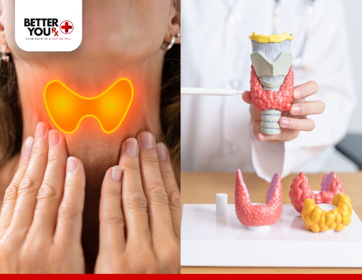 Illustration of a glowing thyroid gland on a woman's neck alongside a doctor holding a detailed thyroid gland model with anatomical structures | Better You Rx