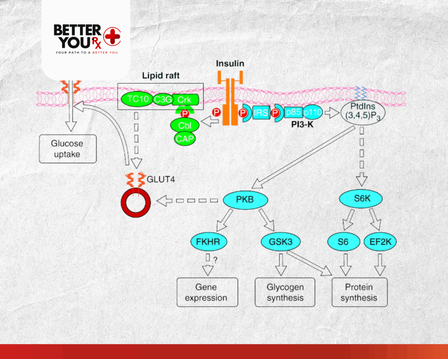 Insulin Transduction Pathway - How Insulin Regulates Blood Sugar ...