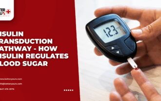 Insulin Transduction Pathway - How Insulin Regulates Blood Sugar