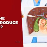 Does the Liver Produce Insulin