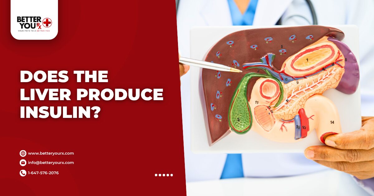 Does the Liver Produce Insulin