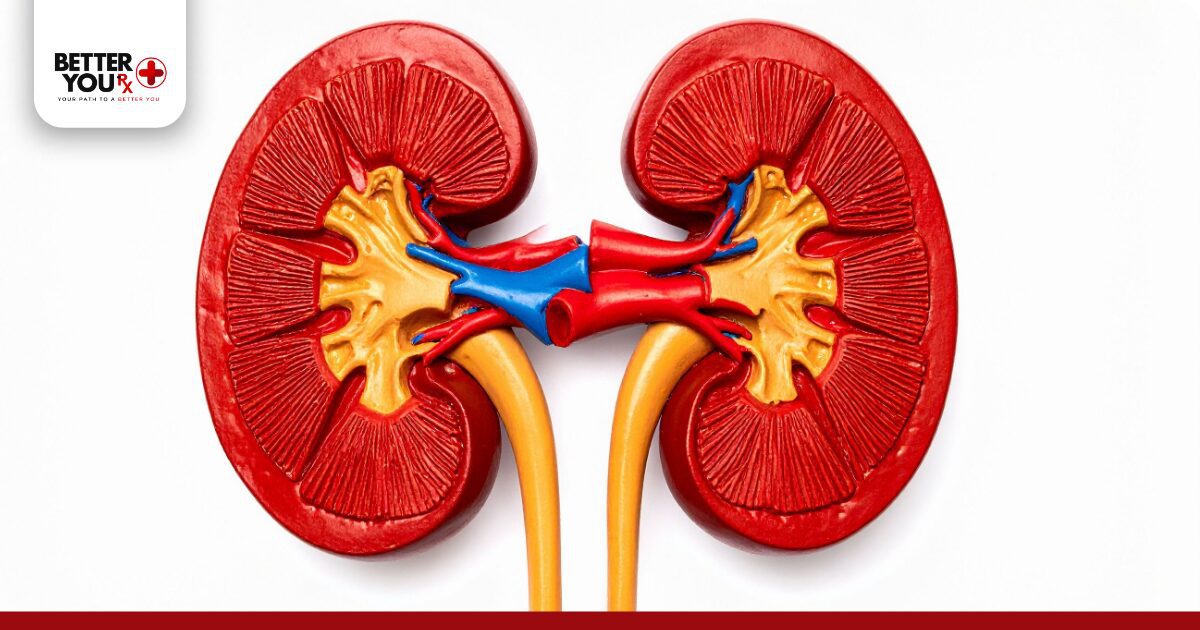 Intestinal Cells and Nutrient Absorption