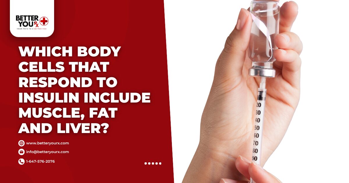 Which Body Cells That Respond to Insulin Include Muscle, Fat and Liver?