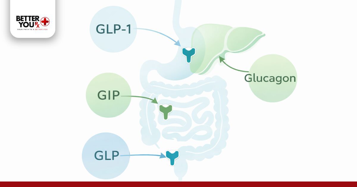 How Retatrutide and Mounjaro Work in the Body